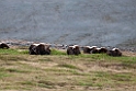 Muskox.20120610_1182