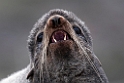 Northern Fur Seal.20120621_3077