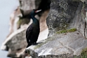 Red-faced Cormorant.20120621_3175