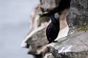 Red-faced Cormorant.20120621_3189
