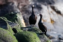 Red-faced Cormorant.20120624_4013