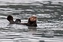 Sea otter.20120628_4479