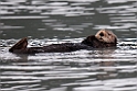 Sea otter.20120628_4484