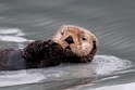 Sea otter.20120628_4506
