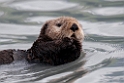 Sea otter.20120628_4509