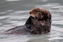 Sea otter.20120628_4512