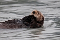Sea otter.20120628_4514