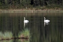 Trumpeter Swan.20120618_2752