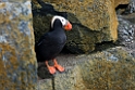 Tufted Puffin.20120621_3012