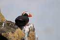 Tufted Puffin.20120621_3013