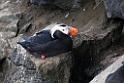 Tufted Puffin.20120621_3025