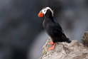 Tufted Puffin.20120621_3034