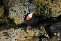 Tufted Puffin.20120622_3380