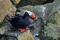 Tufted Puffin.20120624_4107