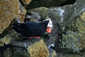 Tufted Puffin.20120624_4114