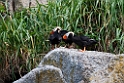 Tufted puffin.20120628_4670