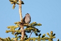 White-crowned Sparrow.20120618_2745