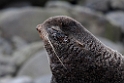 orthern Fur Seal.20120621_3082
