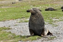 Antarctic Fur Seal.20081113_3795