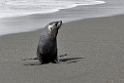 Antarctic Fur Seal.20081113_3866