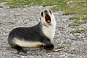 Antarctic Fur seal.20081113_3796