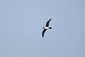 Atlantic Petrel 20081109_3074