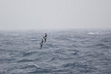 Atlantic Petrel.20081109_2980