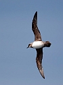 Atlantic petrel.20081109_3133