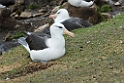 Black-browed Albatross.20081107_2381