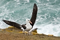 Black-browed Albatross.20081107_2385