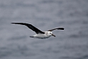 Black-browed Albatross.20081122_5717
