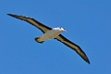 Black-browed.Albatross.20081106_1896