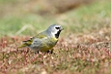 Black-throated Finch.20081107_2255