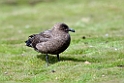 Brown.Skua.20081107_2062