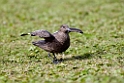 Brown.skua.20081107_2048