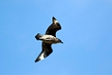 Brown.skua.20081107_2286