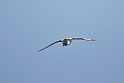 Cape Petrel.20081110_3193