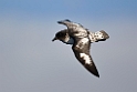 Cape.Petrel20081106_1522