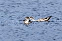 Crested Duck.20081107_2065