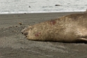 Elephant Seal.20081113_3845