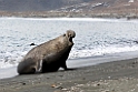 Elephant Seal.20081113_3884