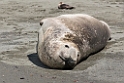 Elephant seal.20081113_3854