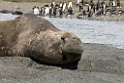 Elephant seal.20081113_3878