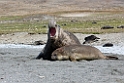 Elephant seal.20081113_3933