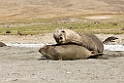 Elephant seal.20081113_3940