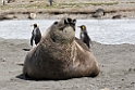 Elephant seal.20081113_3979