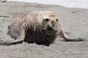 Elephant seal.20081113_3981