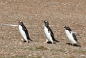 Gentoo.Penguin.20081106_1907