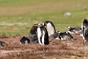 Gentoo.Penguin.20081107_2097