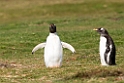 Gentoo.Penguin.20081107_2098